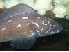 Photo of Hexagrammos decagrammus